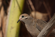 27th Apr 2023 - mourning dove
