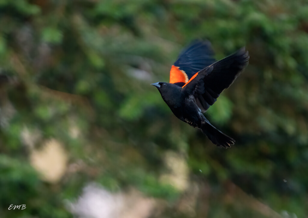 Redwing Blackbird in flight by theredcamera