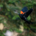Redwing Blackbird in flight by theredcamera