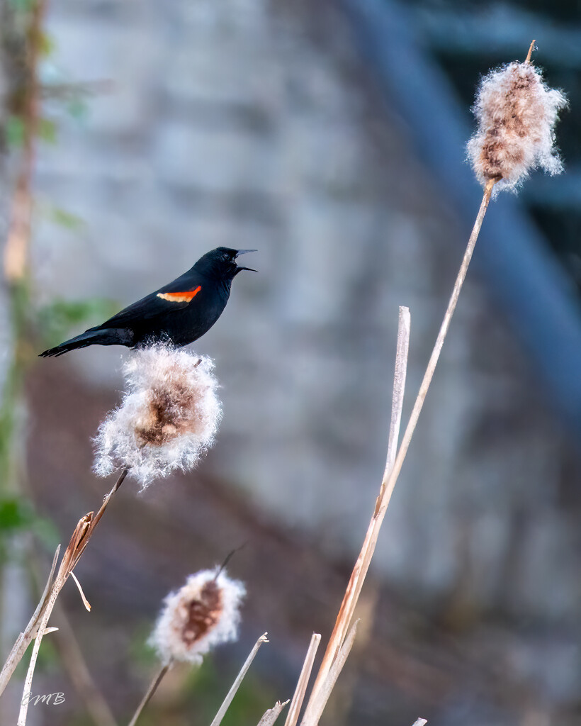 Redwing Blackbird Singing by theredcamera