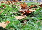 1st May 2023 - Autumn Leaves