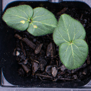 26th Apr 2023 - Okra seedlings...