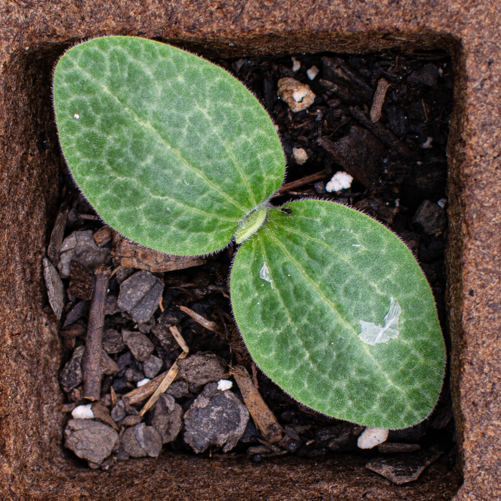 Squash seedling... by thewatersphotos