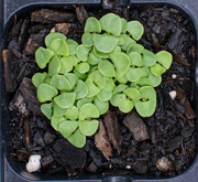 28th Apr 2023 - Basil seedlings...