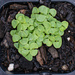Basil seedlings... by thewatersphotos