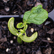 29th Apr 2023 - Bush Bean seedling...