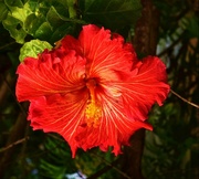 1st May 2023 - Another Lovely Hibiscus ~ 