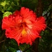 Another Lovely Hibiscus ~  by happysnaps