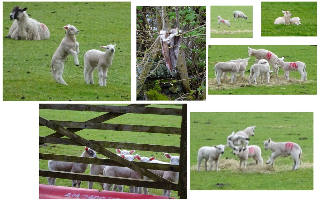 lambs-a-leaping by anniesue