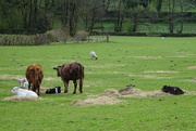 30th Apr 2023 - the calves have been put out too