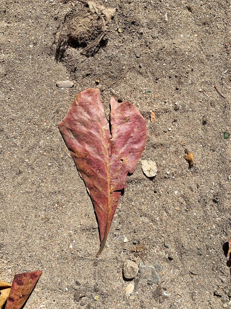 Red heart leaf.  by cocobella