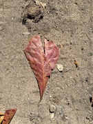 30th Apr 2023 - Red heart leaf. 