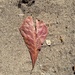 Red heart leaf.  by cocobella