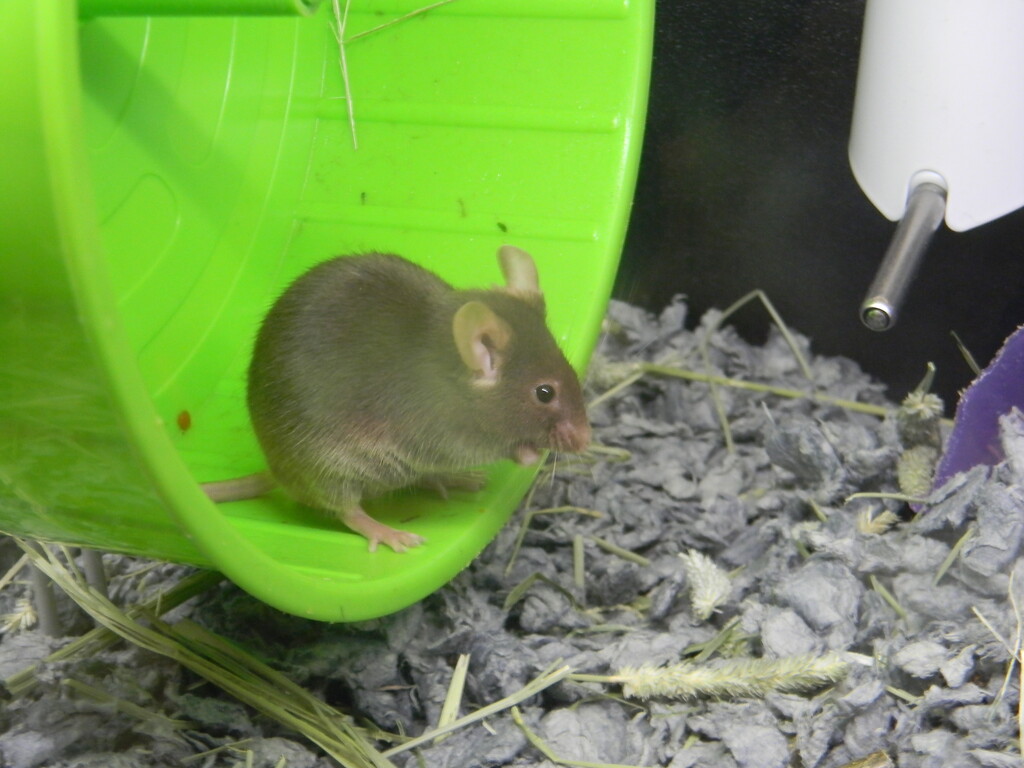 Mouse on Wheel at Pet Store  by sfeldphotos