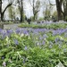 Bluebells 3 by pattyblue