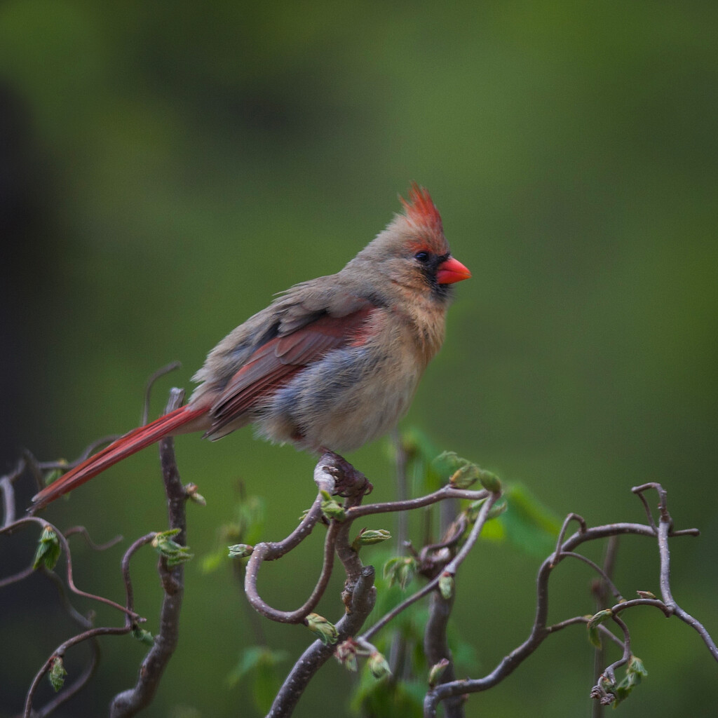 Mrs. Cardinal on a damp Sunday. by berelaxed