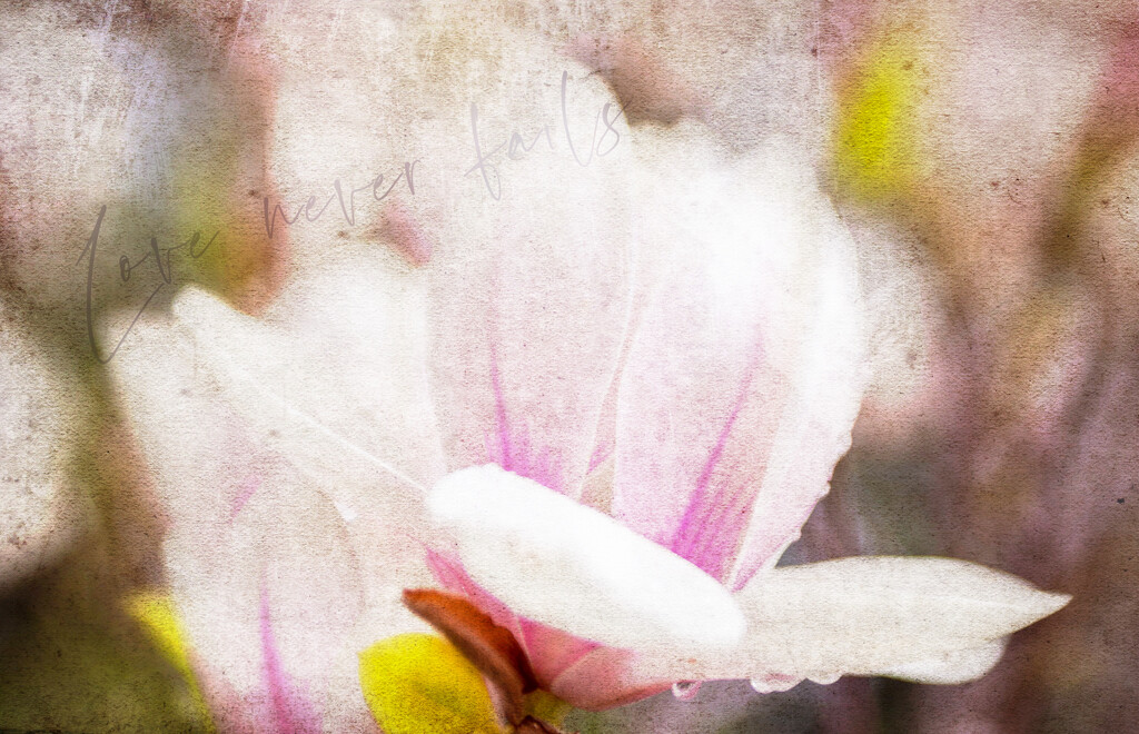Magnolia Love by pdulis
