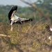Wood Stork dropping in by nicoleweg