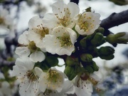 30th Apr 2023 - Cherry blossoms