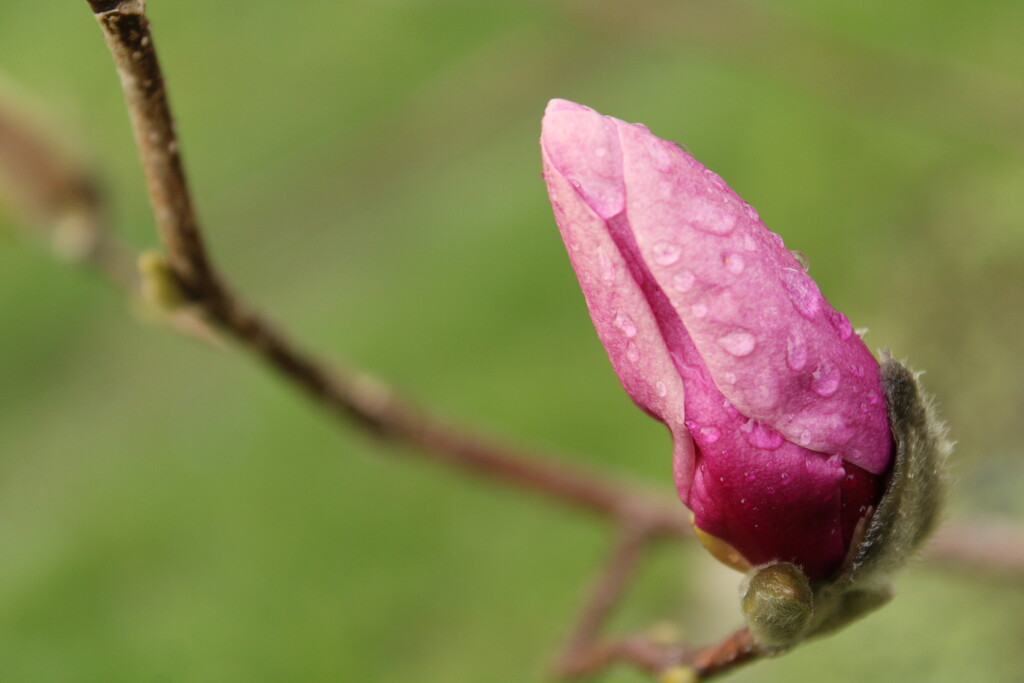 Magnolia bud after the rain by mltrotter
