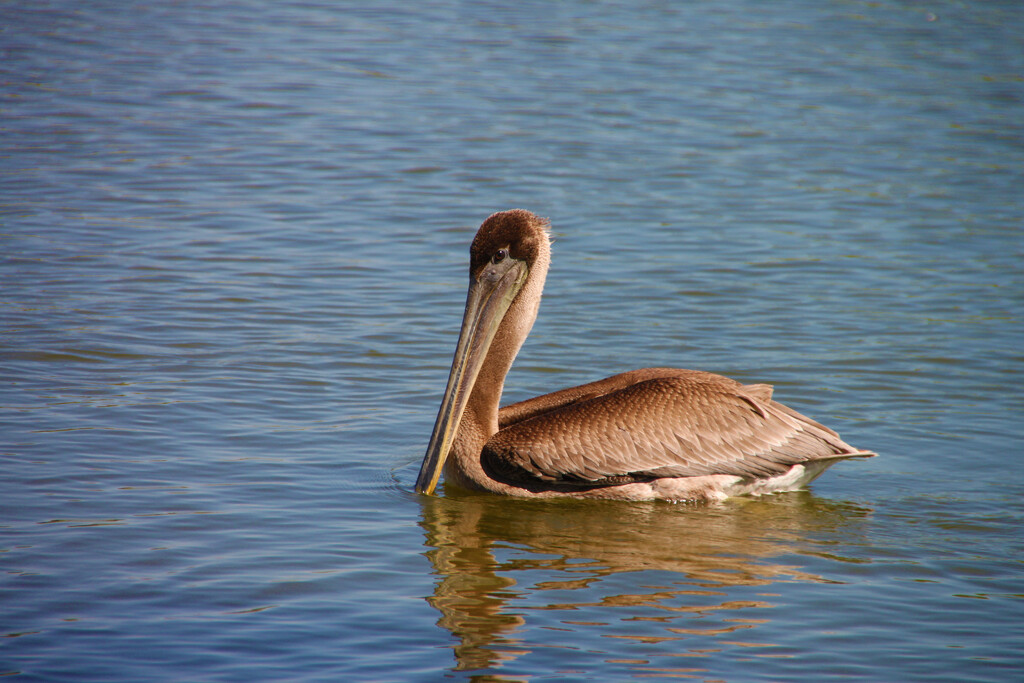freshwater pelican by ellene
