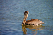 28th Apr 2023 - freshwater pelican