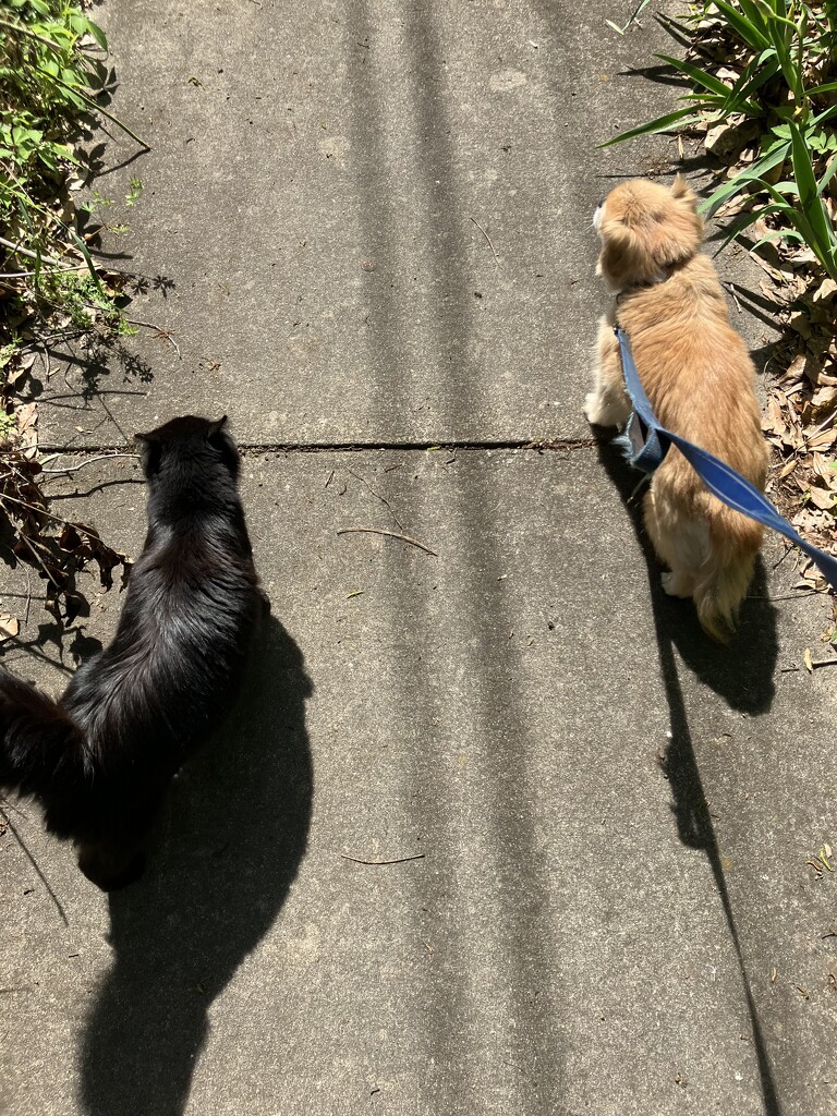 Taking the Crew for a Walk by gratitudeyear