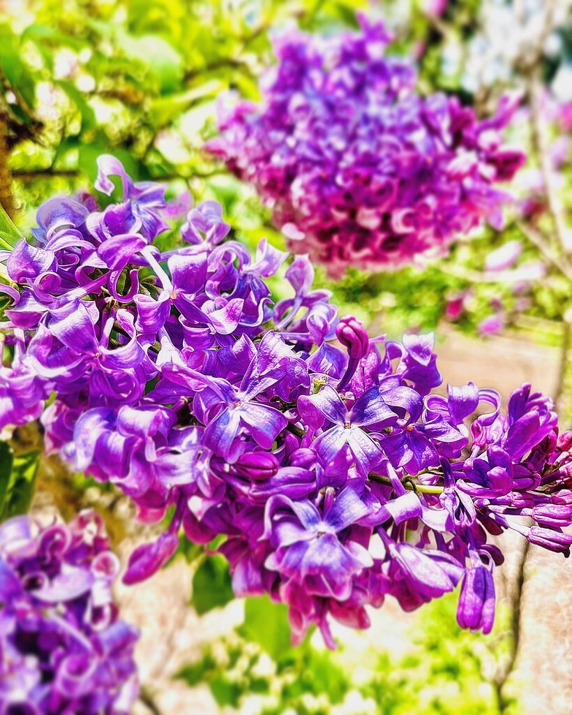 Lilac by jnadonza