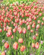28th Apr 2023 - Tulips 