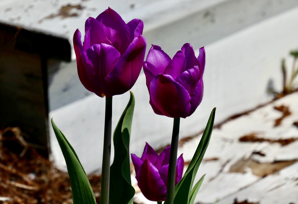 tulips by amyk