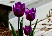 30th Apr 2023 - tulips