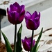 tulips by amyk