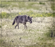 6th Apr 2023 - Red Wolf 