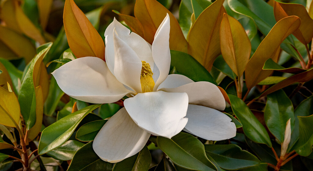 Magnolia Tree Bloom! by rickster549