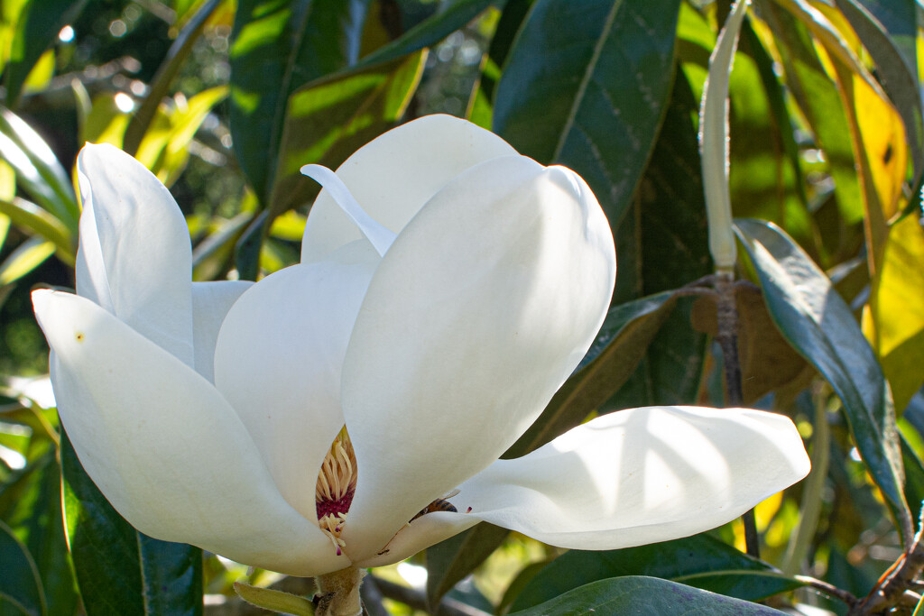 Open Magnolia bloom... by thewatersphotos