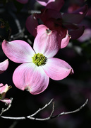 30th Apr 2023 - Finally, Dogwoods Appearing