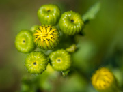 30th Apr 2023 - The eastern groundsel buds
