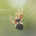 Little spider by dkbarnett