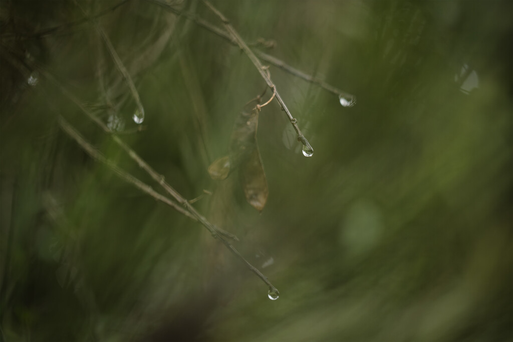 Water drops by dkbarnett
