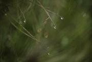 1st Apr 2023 - Water drops