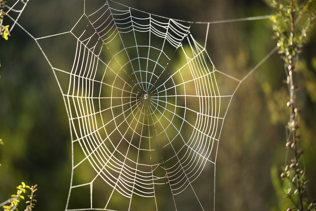 Web by dkbarnett