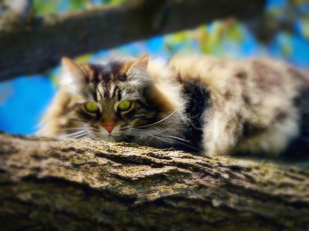 My Cheshire Cat by gardenfolk