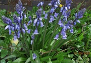 1st May 2023 - Bluebells in St. Charles Church Garden