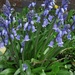 Bluebells in St. Charles Church Garden by grace55