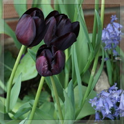 1st May 2023 - black tulips and bluebells 