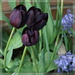 black tulips and bluebells  by quietpurplehaze