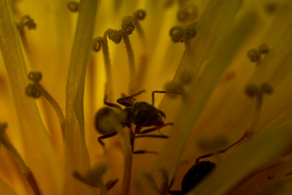 Ant pollinator by stevejacob