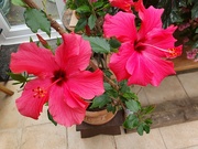 1st May 2023 - Hibiscus 