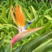 Bird of paradise  by robboconnor