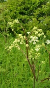 1st May 2023 - Cow Parsley 